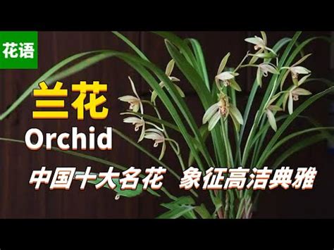 蘭花 意義|蘭花的涵義、象徵意義、神話、用途等